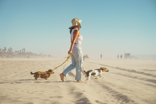 Did You Know? Daily Walks Are More Than Just Exercise for Your Dog