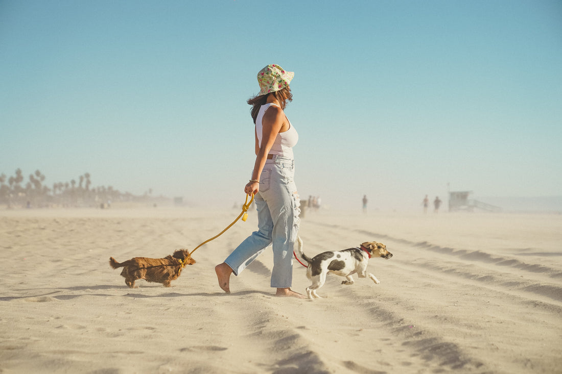 Did You Know? Daily Walks Are More Than Just Exercise for Your Dog