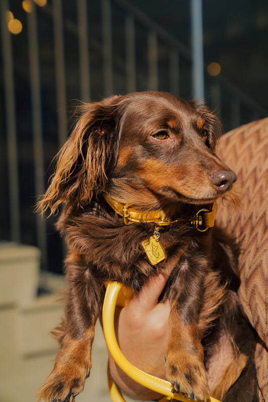 Saint Woof Dog Leash - Yellow