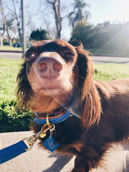 Saint Woof Dog Collar - Blue