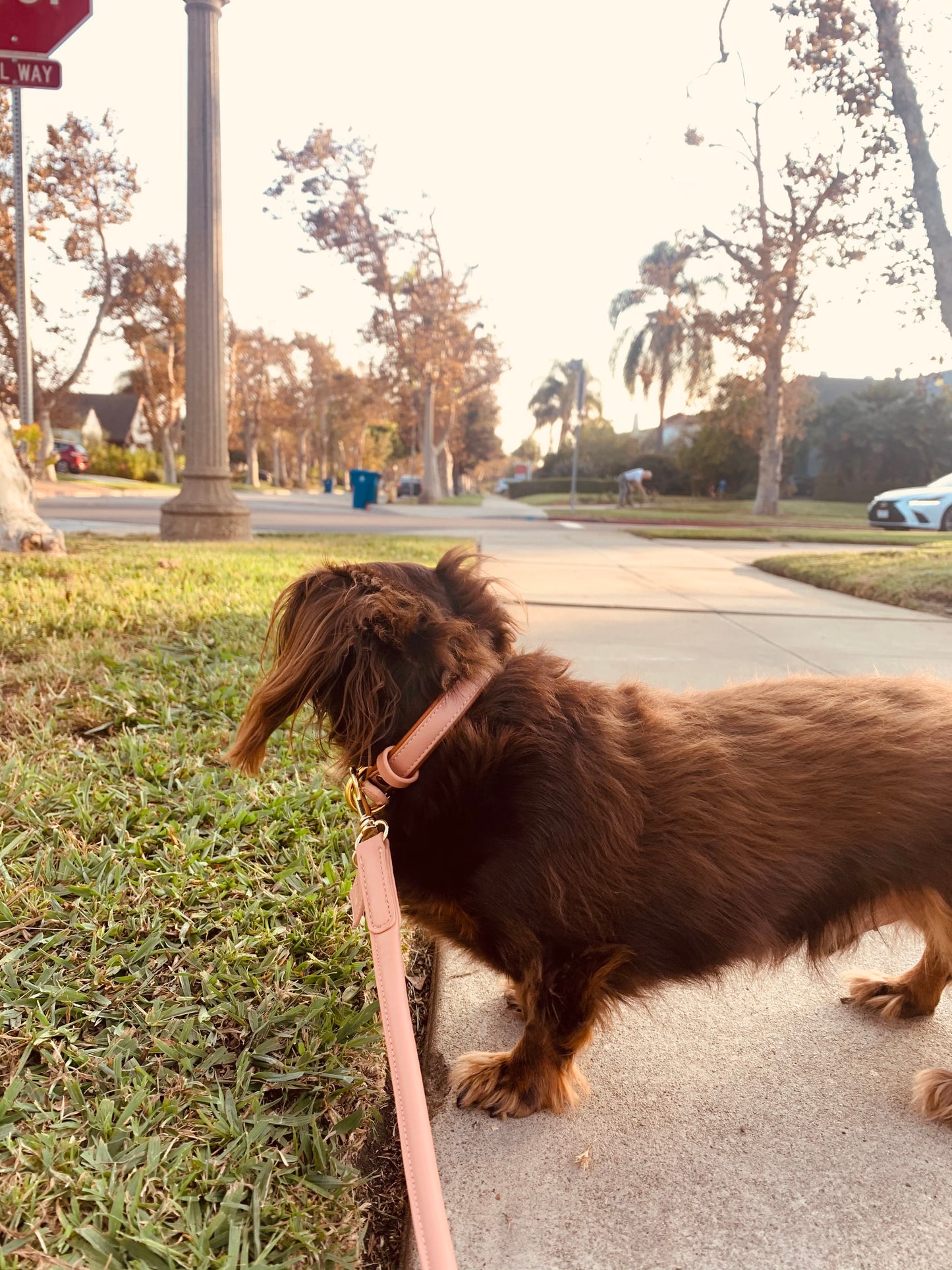 Saint Woof Dog Leash - Baby Pink