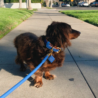 Leash & Collar Set - Blue